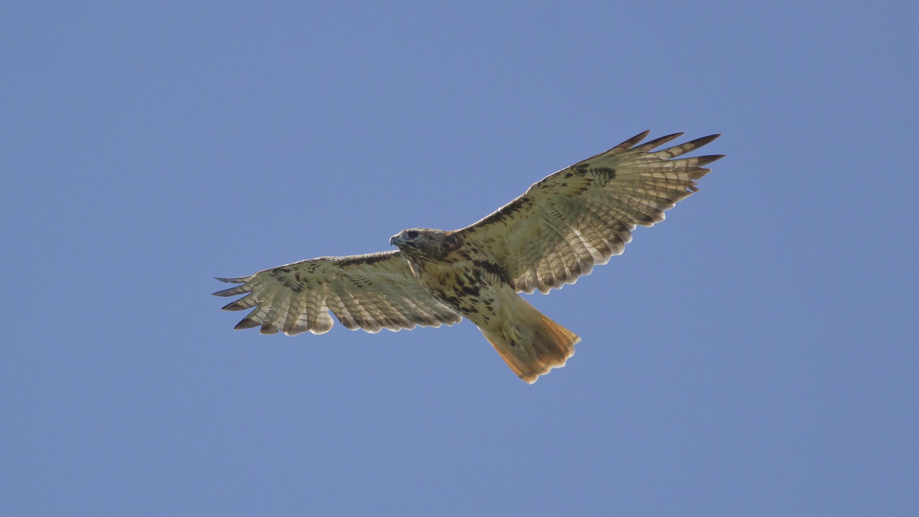 Red-tailed Hawk